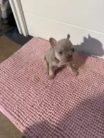 Boogie, a male French Bulldog for sale in Wellington, FL – 5 of 10