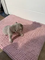 Mayor, a male French Bulldog for sale in Wellington, FL – 6 of 10