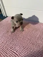 Oogie, a male French Bulldog for sale in Wellington, FL – 4 of 7
