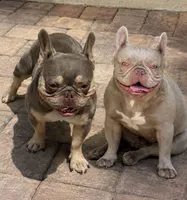 Mayor, a male French Bulldog for sale in Wellington, FL – 9 of 10