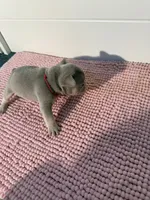 Mayor, a male French Bulldog for sale in Wellington, FL – 7 of 10