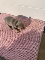Boogie, a male French Bulldog for sale in Wellington, FL – 3 of 10