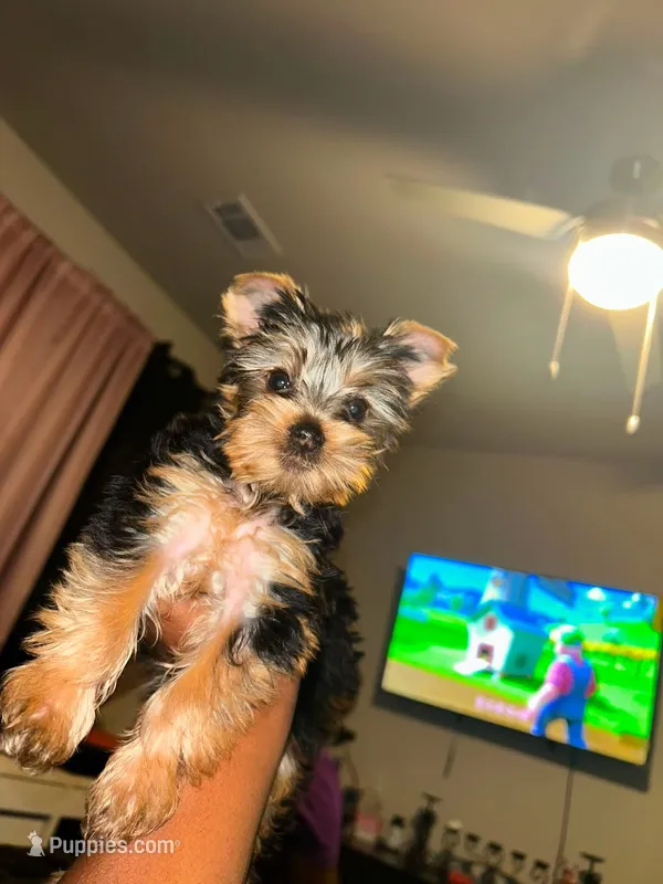 Chloe – Yorkshire Terrier puppy for sale in Royse City, TX