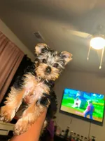 Chloe, a female Yorkshire Terrier for sale in Royse City, TX – 1 of 1