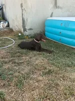 Caramel, a female Doberman Pinscher for sale in ,  – 3 of 3