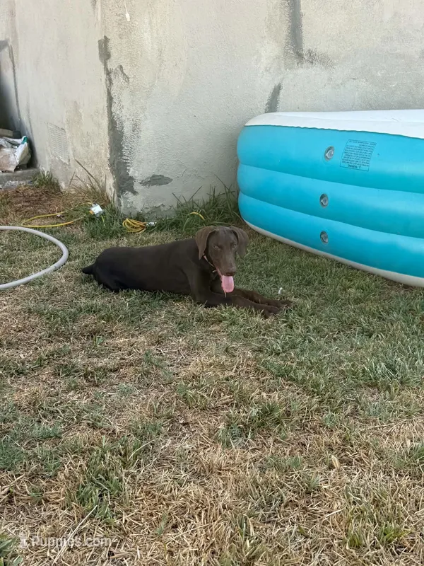 Caramel – Doberman Pinscher puppy for sale in 