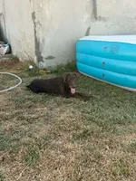 Caramel, a female Doberman Pinscher for sale in ,  – 1 of 3