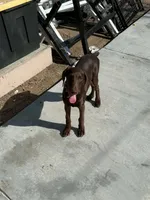Caramel, a female Doberman Pinscher for sale in ,  – 2 of 3