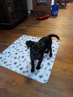 Timmy , a male Cane Corso and Lancashire Heeler for sale in Lathrop, MO – Photo 2 of 3