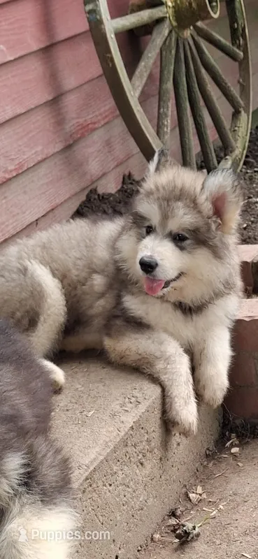 pup1 – Alaskan Malamute puppy for sale in West Sunbury, PA