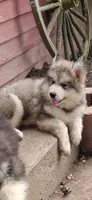 pup1, a male Alaskan Malamute for sale in West Sunbury, PA – 1 of 1