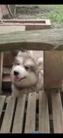 pup2, a female Alaskan Malamute for sale in West Sunbury, PA – 1 of 1