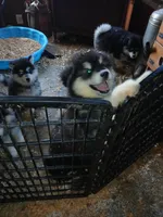 Big girl 3, a female Alaskan Malamute for sale in West Sunbury, PA – Photo 1 of 3