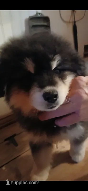 Big girl 3 – Alaskan Malamute puppy for sale in West Sunbury, PA