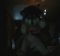 Big girl 3, a female Alaskan Malamute for sale in West Sunbury, PA – Photo 3 of 3