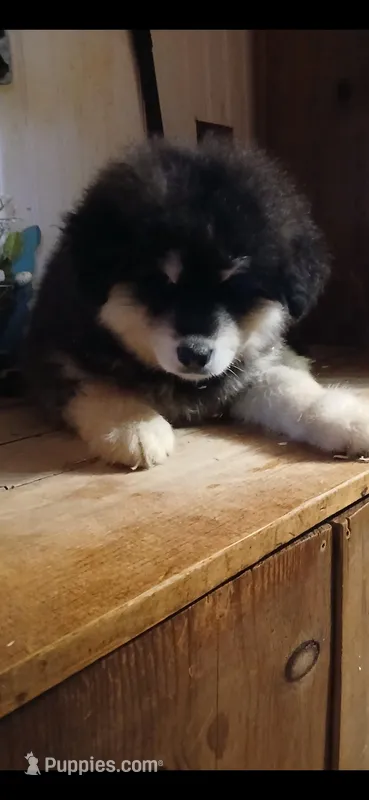 BIG girl 2 – Alaskan Malamute puppy for sale in West Sunbury, PA