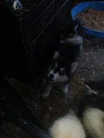 Silly girl, a female Alaskan Malamute for sale in West Sunbury, PA – Photo 2 of 3