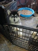 Silly girl, a female Alaskan Malamute for sale in West Sunbury, PA – Photo 3 of 3