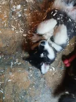 Silly girl, a female Alaskan Malamute for sale in West Sunbury, PA – Photo 1 of 3