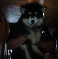 Big Girl, a female Alaskan Malamute for sale in West Sunbury, PA – Photo 1 of 3