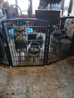 Big Girl, a female Alaskan Malamute for sale in West Sunbury, PA – Photo 3 of 3