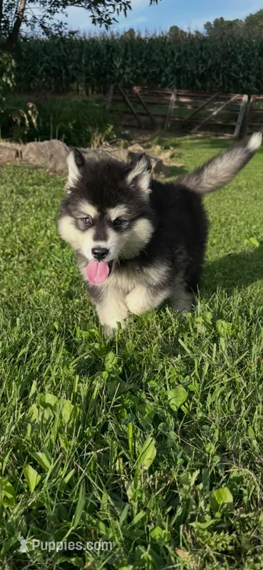 pup3 – Alaskan Malamute puppy for sale in West Sunbury, PA