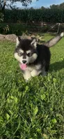 pup3, a male Alaskan Malamute for sale in West Sunbury, PA – 1 of 1