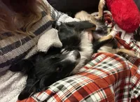 Bo, a male Australian Shepherd for sale in Dalton, GA – Photo 3 of 4