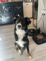 Bo, a male Australian Shepherd for sale in Dalton, GA – Photo 4 of 4