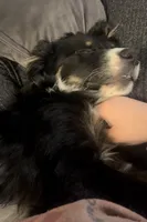 Bo, a male Australian Shepherd for sale in Dalton, GA – Photo 2 of 4