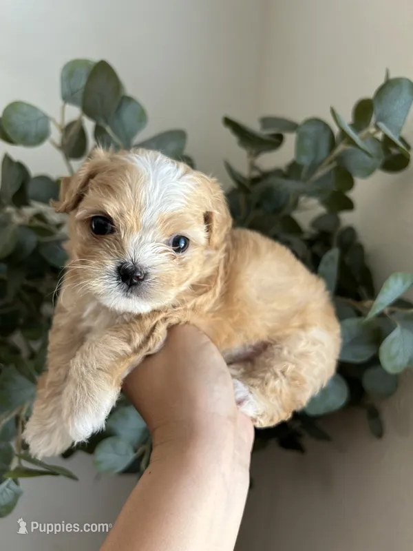 Bubba  – Maltipoo, Maltese puppy for sale in Downey, CA