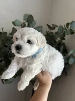 Benjie, a male Maltipoo and Maltese for sale in Downey, CA – 1 of 2