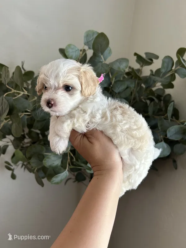 Chiquitita  – Maltipoo, Maltese puppy for sale in Downey, CA