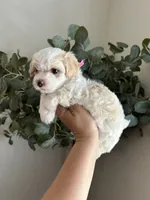Chiquitita , a female Maltipoo and Maltese for sale in Downey, CA – 1 of 2