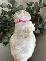 Chiquitita , a female Maltipoo and Maltese for sale in Downey, CA – 2 of 2