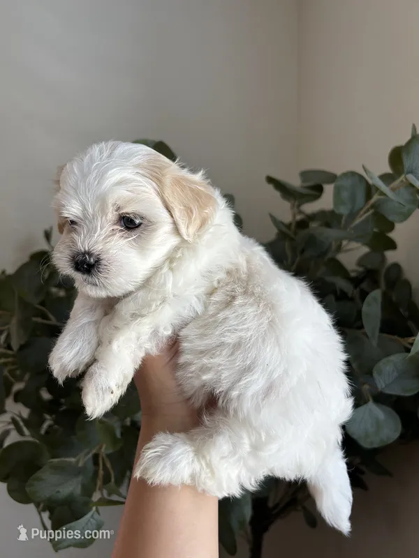 Marie – Maltipoo, Maltese puppy for sale in Downey, CA