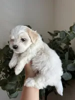 Marie, a female Maltipoo and Maltese for sale in Downey, CA – 1 of 2