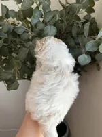 Marie, a female Maltipoo and Maltese for sale in Downey, CA – 2 of 2