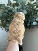 Bubba , a male Maltipoo and Maltese for sale in Downey, CA – 2 of 2