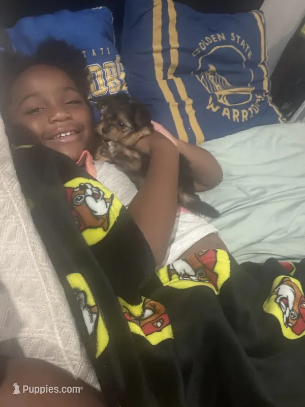 Carlie  – Yorkshire Terrier puppy for sale in Jacksonville, AR