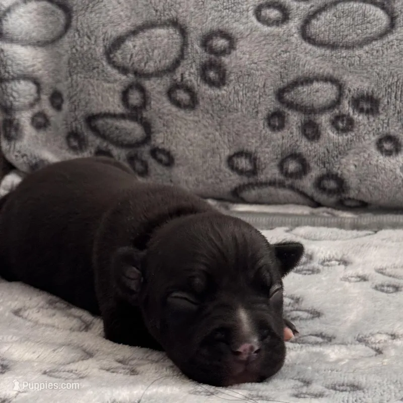 Coco Chanel – American Bully puppy for sale in Petaluma, CA