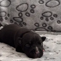 Coco Chanel, a female American Bully for sale in Petaluma, CA – Photo 1 of 3