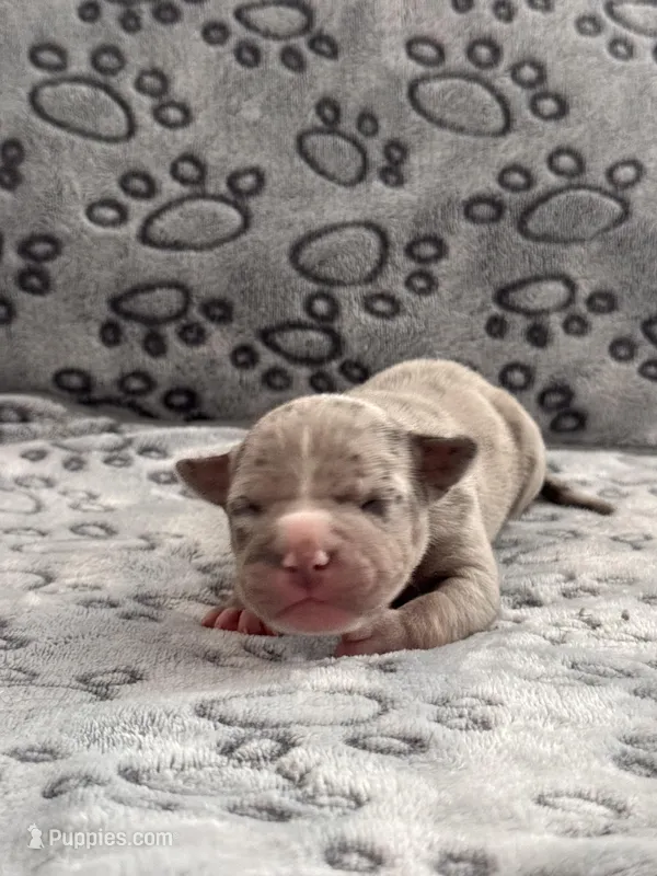 Saint – American Bully puppy on hold in Petaluma, CA