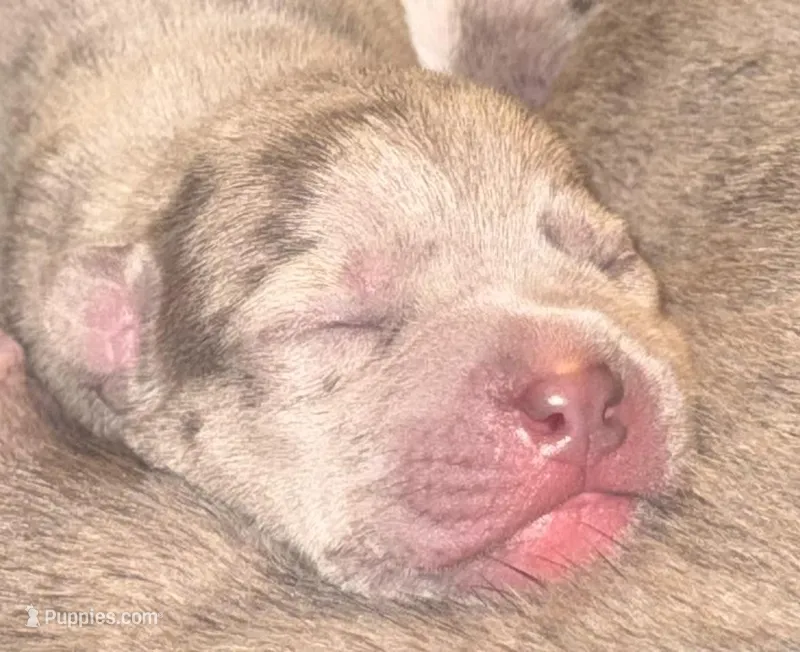 Saint – American Bully puppy for sale in Petaluma, CA