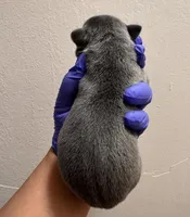 Louis, a male American Bully for sale in Petaluma, CA – Photo 3 of 3