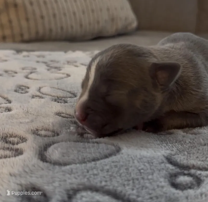 Louis – American Bully puppy for sale in Petaluma, CA