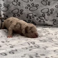 Valentino, a male American Bully for sale in Petaluma, CA – Photo 3 of 3