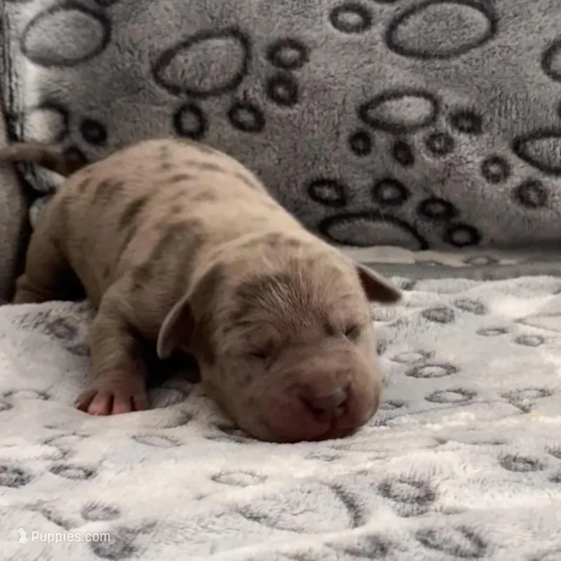 Valentino – American Bully puppy for sale in Petaluma, CA