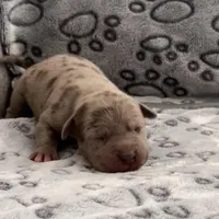 Valentino, a male American Bully for sale in Petaluma, CA – Photo 1 of 3