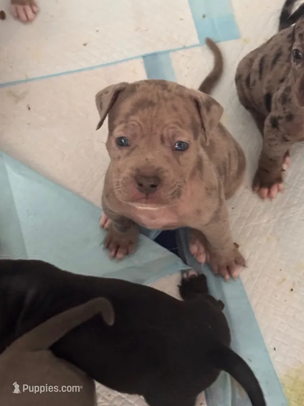 Valentino – American Bully puppy on hold in Petaluma, CA